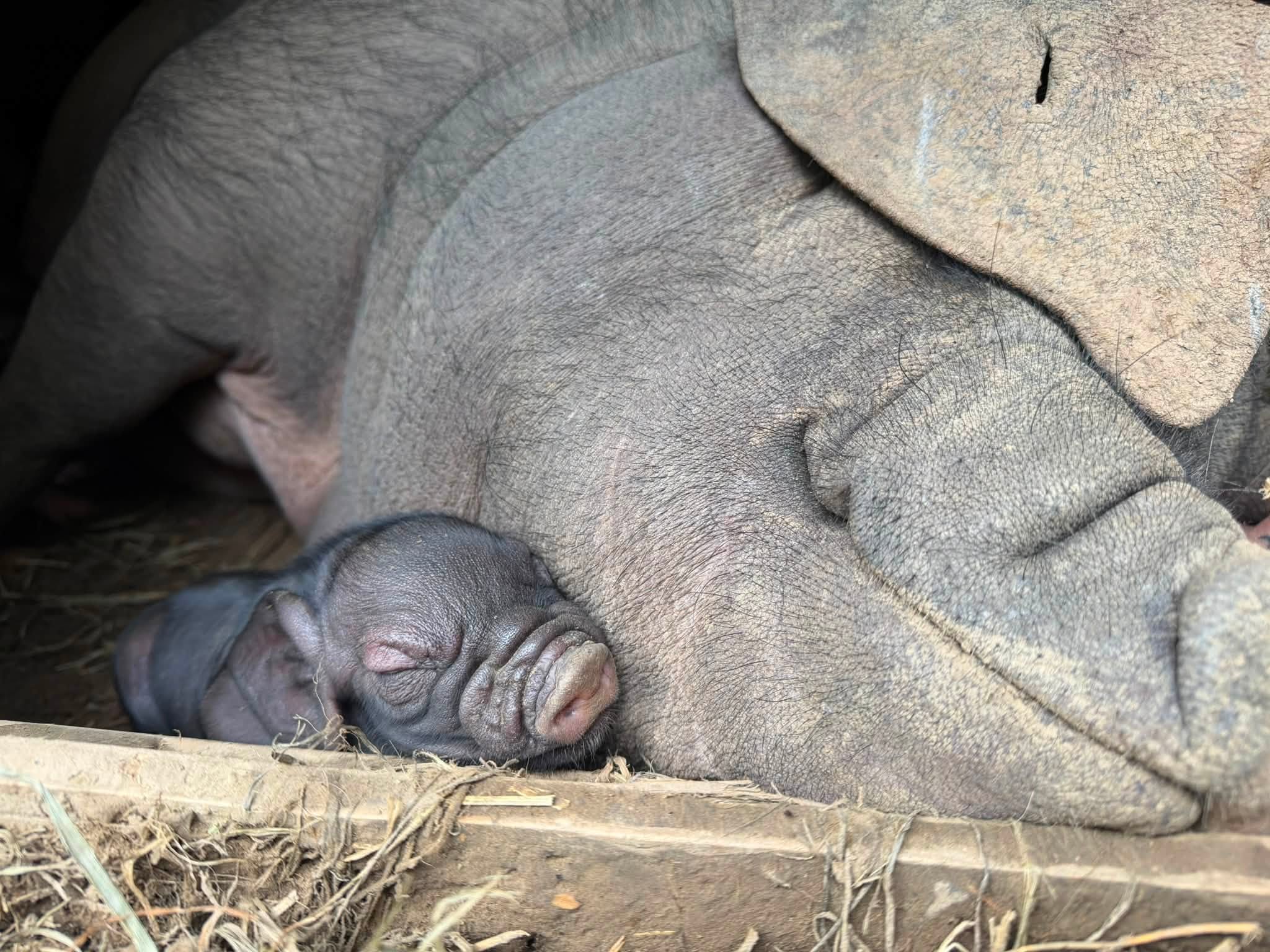 Meishan piglet photo 1
