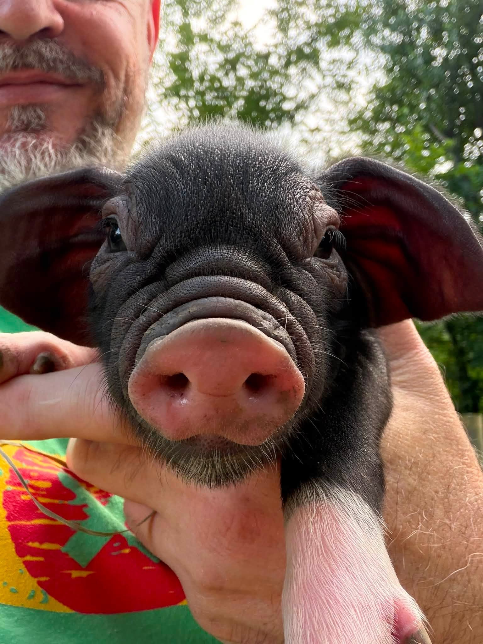 Meishan piglet photo 2