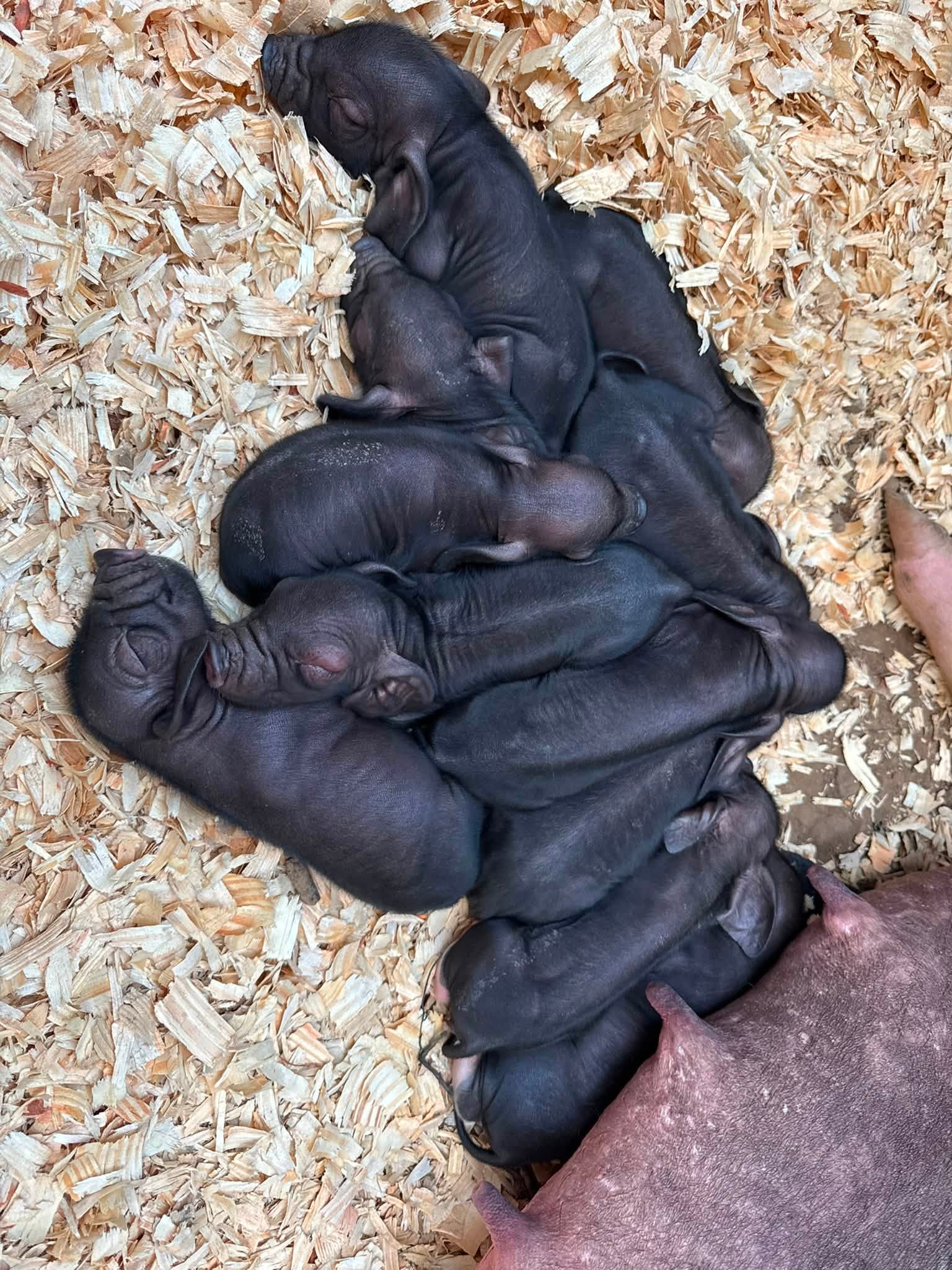 Meishan piglet photo 3