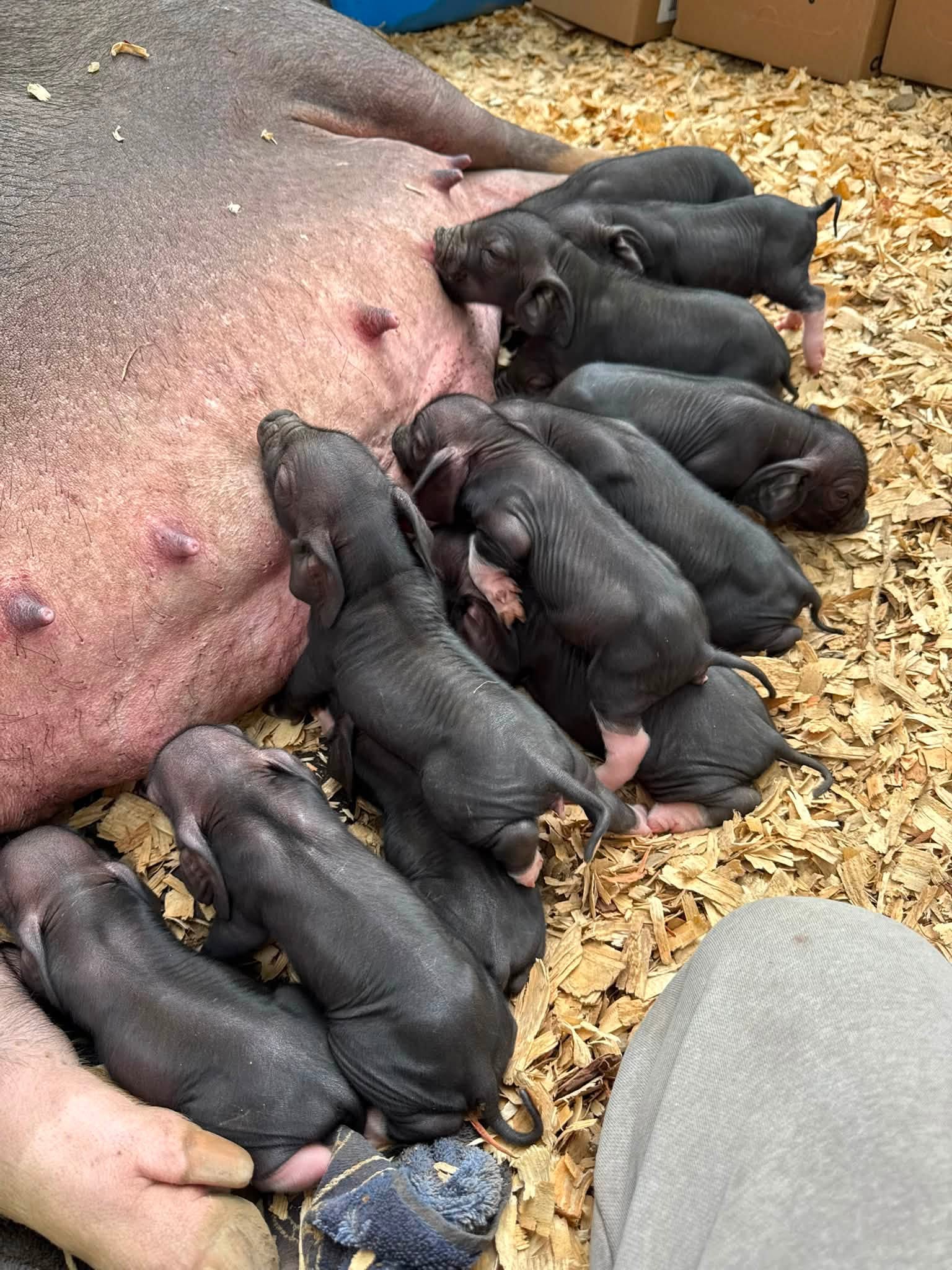 Meishan piglet photo 5