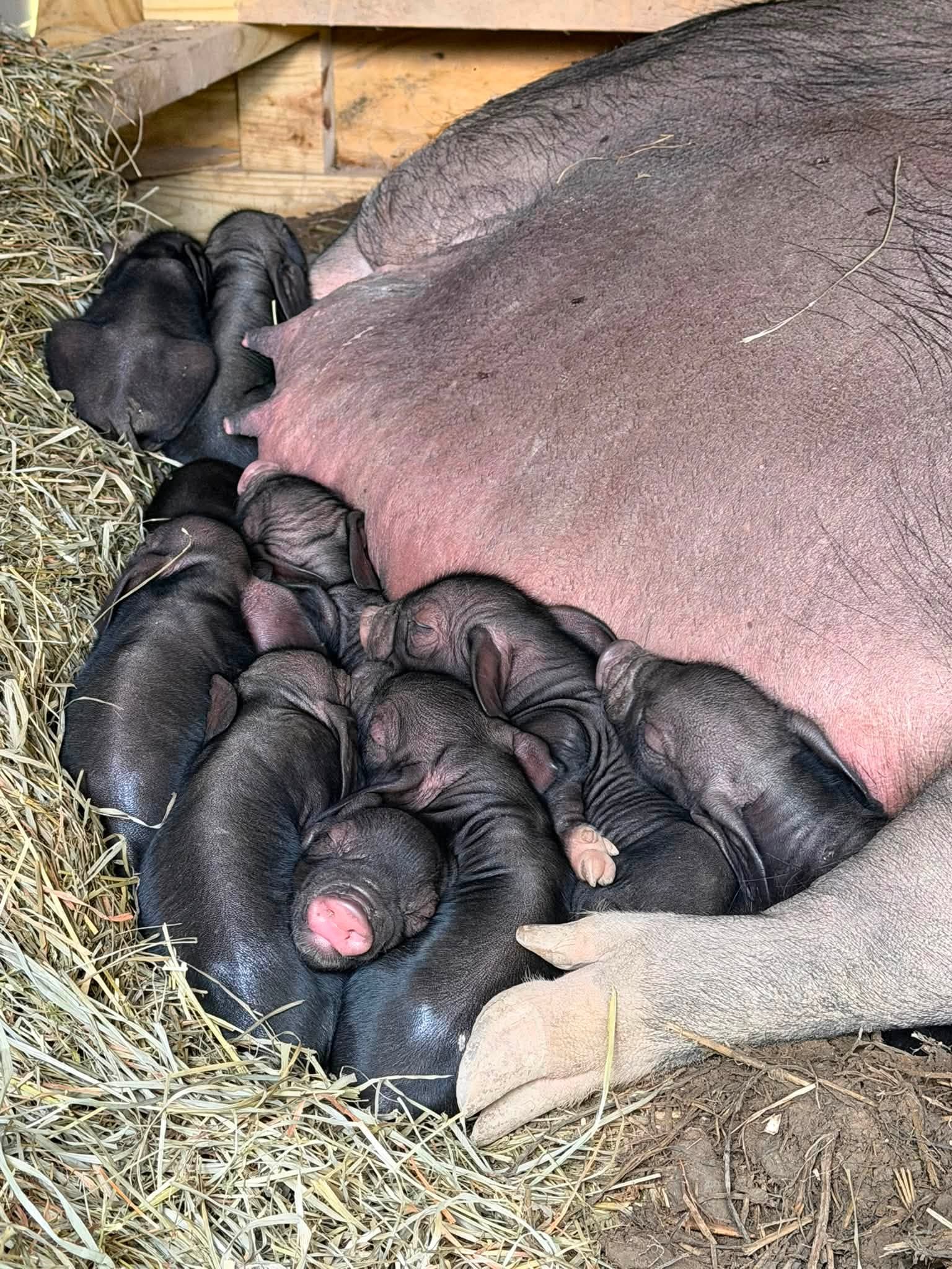 Meishan piglet photo 6